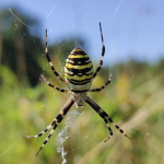 Czy kiedykolwiek słyszeliście o pająku o nazwie tygrzyk paskowany?